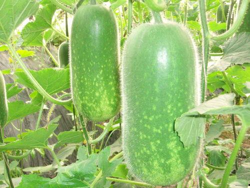 网红泡泡又困了吃瓜,揭秘娱乐圈幕后故事  第2张 网红泡泡又困了吃瓜,揭秘娱乐圈幕后故事  第2张